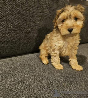 Фото №2 к объявлению №166925 о продаже английского кокер-спаниеля - купить в Германии частное объявление