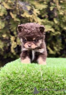 Фото №2 к объявлению №138839 о продаже французского бульдога - купить в Сербии 