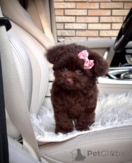 Фото №2 к объявлению №154269 о продаже русскую цветную болонку - купить в США заводчик