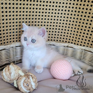 Фото №2 к объявлению №163350 о продаже  - купить в Бельгии 