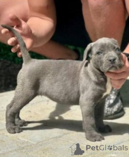 Фото №1. кане-корсо - купить в Kragujevac за 55660₽. Объявление №167856