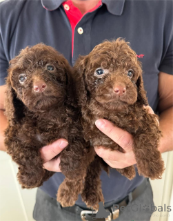 Фото №2 к объявлению №153447 о продаже беспородную - купить в Германии 