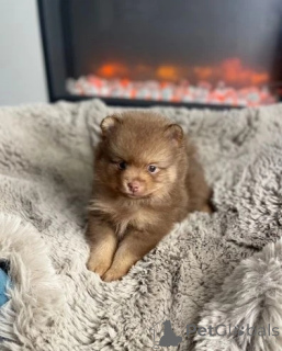 Фото №3. Померанские щенки..  Австралия