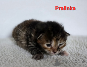 Фото №3. Курильский бобтейл. Польша