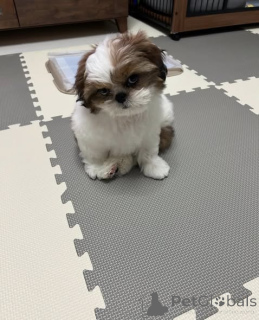 Фото №2 к объявлению №163145 о продаже ши-тцу - купить в Польше заводчик