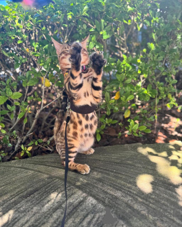 Фото №1. бенгальская - купить в Тренироваться за 69575₽. Объявление №152742