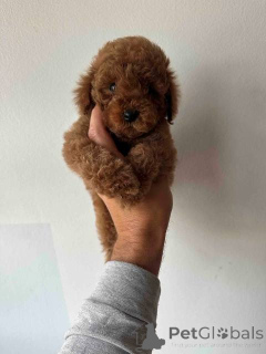 Фото №3. Красный и абрикосовый пудель.  Сербия