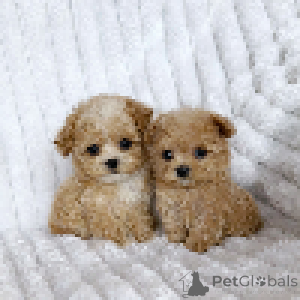 Фото №4. Продажа мальтипу в Днипро из питомника, заводчик - цена 224670₽