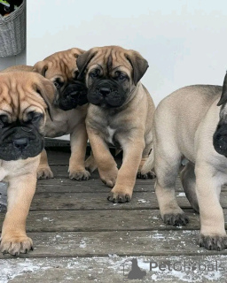 Фото №2 к объявлению №138947 о продаже немецкого боксёра - купить в США частное объявление, заводчик