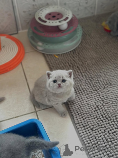 Фото №2 к объявлению №160068 о продаже британская короткошёрстная - купить в Италии частное объявление