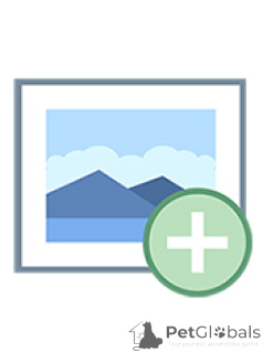 Фото №3. Мужские и женские бенгальские котят на продажу. Россия