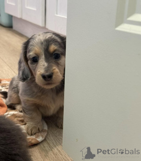 Фото №4. Продажа таксу в Берлине заводчик - цена договорная