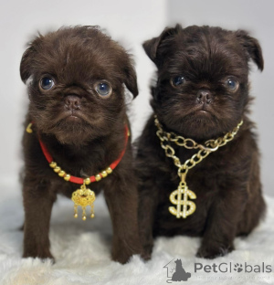 Фото №3. Гриффон Брюссель.  Сербия