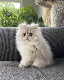 Фото №1. персидская - купить в Гамбург за договорная. Объявление №165339