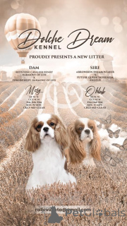 Фото №1. кавалер-кинг-чарльз-спаниель - купить в Indjija за договорная. Объявление №164753