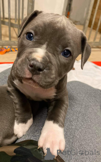 Фото №2 к объявлению №159920 о продаже американского питбультерьера - купить в Германии 