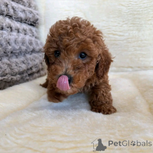 Фото №3. Spielzeug Pudel Welpen Zur усыновление.  Германия