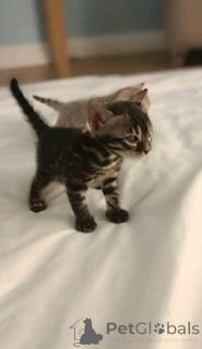 Фото №3. Бенгальские котят доступны для усыновления. Германия