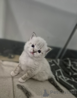 Фото №3. Ragdoll Cittens. Польша