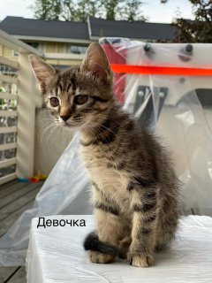 Фото №3. Ищем заботливых хозяев трем котятам. Россия