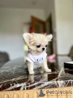 Фото №3. Chihuahua mini.  Германия