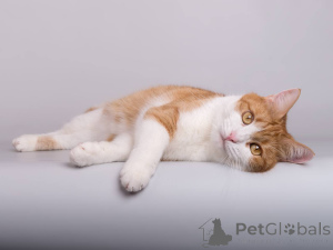 Фото №4. Продам  в Химках из приюта - цена Бесплатно