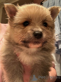 Фото №3. Померанские щенки.  Германия