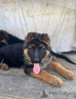 Фото №4. Продажа немецкую овчарку в Иркутске из питомника, заводчик - цена 35000₽