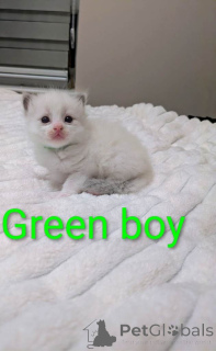 Фото №3. красивые котята чистый рэгдолл все котята зарезервированы. США