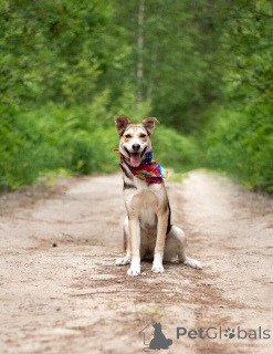 Фото №4. Продажа беспородную в Москве реке  - цена Бесплатно