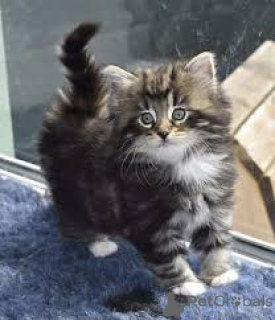 Фото №3. Noorse Boskattenkittens te koop. Бельгия