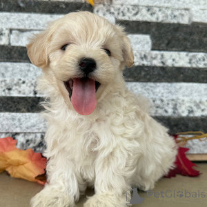 Фото №1.  - купить в Байенфурт за 32468₽. Объявление №152919