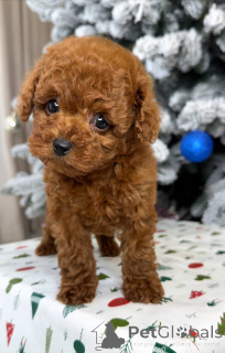 Фото №3. Продаются милые очаровательные щенки, обращайтесь в WhatsApp Business.  Финляндия