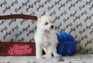Фото №2 к объявлению №39509 о продаже китайскую хохлатую собаку - купить в России из питомника