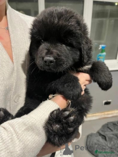 Фото №2 к объявлению №138644 о продаже ньюфаундленда - купить в Великобритании 