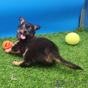 Фото №1. чихуахуа - купить в Андернах за 27830₽. Объявление №151401