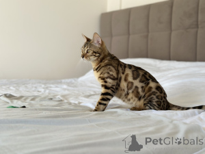 Фото №4. Продам бенгальскую в Нью-Йорке частное объявление, из питомника, заводчик - цена договорная