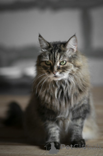 Фото №4. Продам  в Москва  - цена Бесплатно