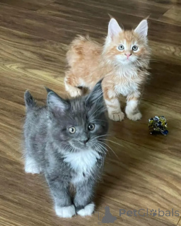 Фото №1. мейн-кун - купить в Почта за договорная. Объявление №167323