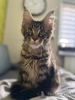 Фото №2 к объявлению №138040 о продаже мейн-кун - купить в Испании частное объявление