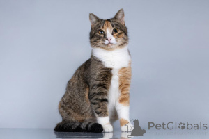 Фото №1.  - купить в Химках за Бесплатно. Объявление №161457