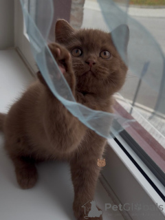 Фото №3. Классический полосатый британский короткошерстный котенок Умный и интересный. Германия