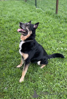 Фото №3. Срочно ищем любящую семью для Спайка!!!.  Россия