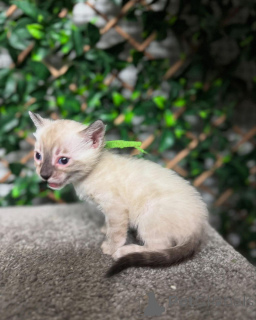 Фото №1. бенгальская - купить в Фрибург за 69575₽. Объявление №152718