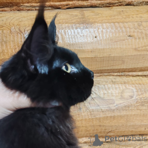 Фото №3. Maine Coon cat. Россия