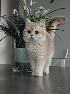 Фото №3. Котята Шиншиллы идеальное сочетание красоты и доброго темперамента.. Германия