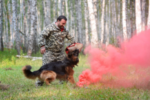Фото №3. Дрессировка собак профессионально в России