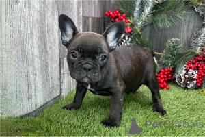 Фото №1. французский бульдог - купить в Кампания De Berchtesgaden за договорная. Объявление №155634