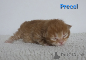 Фото №4. Продам курильского бобтейла в Небольшие трубы частное объявление - цена договорная