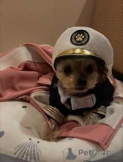 Фото №4. Продажа йоркширского терьера в Мелджин частное объявление, из приюта - цена 51022₽